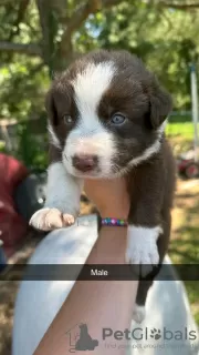 Photo №3. Chiots border collie. USA