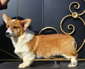 Photo №2 de l'annonce № 51355 de la vente welsh corgi - acheter à Fédération de Russie annonce privée, de la fourrière, éleveur