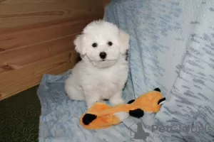 Photos supplémentaires: Adorables chiots Bichon Frise prêts à emménager dans une nouvelle maison