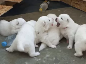 Photos supplémentaires: Vente de chiots Samoyèdes de race pure