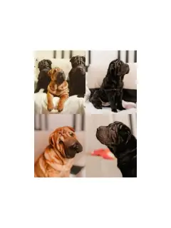 Photo №1. shar pei - à vendre en ville de Grodno | Négocié | Annonce №1626