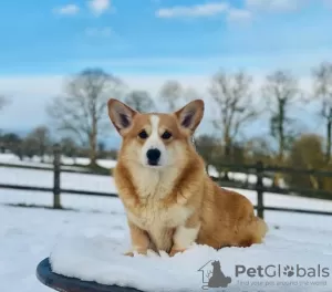 Photo №2 de l'annonce № 62805 de la vente welsh corgi - acheter à Ukraine 