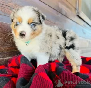 Photo №3. Bezaubernde Australian Shepherd-Welpen zu Verkaufen. Allemagne