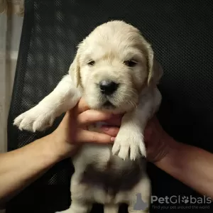 Photos supplémentaires: Chiots Golden Retriever