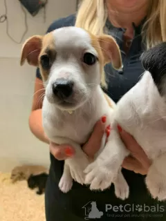 Photo №2 de l'annonce № 96956 de la vente jack russell terrier - acheter à La finlande annonce privée