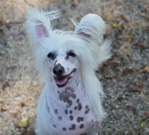 Photo №4. Je vais vendre chien chinois à crête en ville de Munich. éleveur - prix - 500€