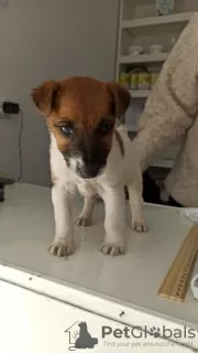 Photos supplémentaires: Chiot fox terrier