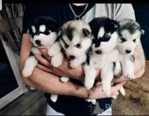 Photo №2 de l'annonce № 75771 de la vente husky de sibérie - acheter à Lituanie annonce privée, éleveur