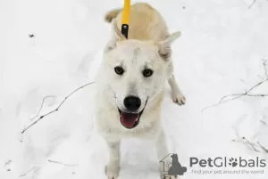 Photos supplémentaires: Vega, métisse Laika, blonde aux yeux marrons en cadeau