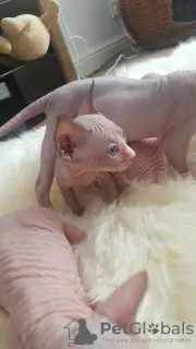 Photo №4. Je vais vendre sphynx en ville de Lublica. annonce privée - prix - 1000€