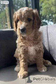 Photos supplémentaires: Adorables chiots Goldendoodle miniatures prêts à partir aujourd'hui