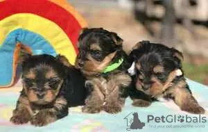 Photo №3. Magnifiques chiots Sliky Yorkshire Terriers de race pure - Pretoria. Canada