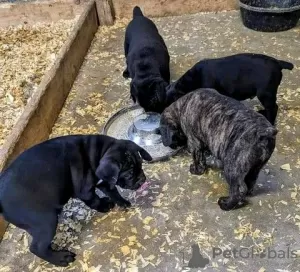 Photo №4. Je vais vendre cane corso en ville de Дрезден.  - prix - 450€