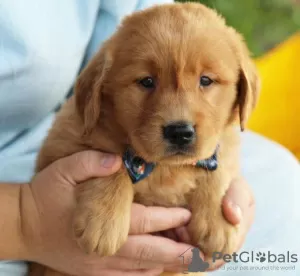 Photo №1. golden retriever - à vendre en ville de Miami Beach | 208€ | Annonce №64454