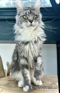 Photo №1. maine coon - à vendre en ville de Laredo | 284€ | Annonce № 102798