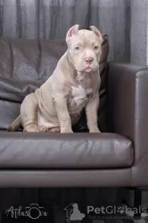 Photo №1. american bully - à vendre en ville de Dolgoprudny | 1100€ | Annonce №68955