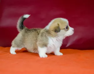 Photo №4. Je vais vendre welsh corgi en ville de Lviv. de la fourrière - prix - 1111€