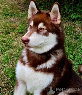 Photo №2 de l'annonce № 36314 de la vente malamute de l'alaska - acheter à Fédération de Russie de la fourrière