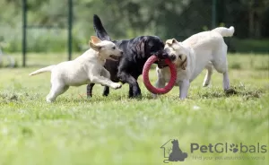 Photos supplémentaires: Chiots labrador couleur noir et fauve.