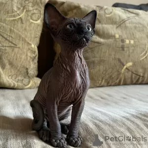 Photo №1. sphynx - à vendre en ville de Miami | 432€ | Annonce № 93340