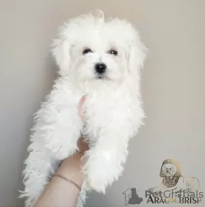 Photo №2 de l'annonce № 11484 de la vente bichon à poil frisé - acheter à Biélorussie de la fourrière