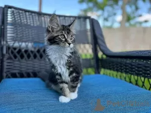 Photo №4. Je vais vendre maine coon en ville de Quincy. annonce privée - prix - 400€