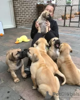 Photo №1. boerboel - à vendre en ville de Bến Tre | négocié | Annonce №39132