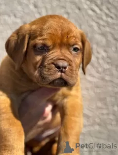 Photos supplémentaires: Chiots Chien de Bordeaux