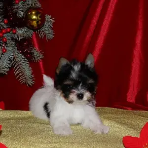 Photo №1. biewer yorkshire terrier - à vendre en ville de Минск | Négocié | Annonce №4668