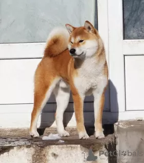 Photos supplémentaires: Femelle Shiba-inu avec documents FCI