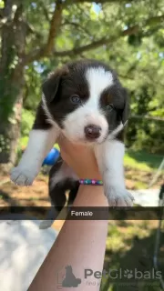 Photo №2 de l'annonce № 111393 de la vente border collie - acheter à USA annonce privée