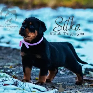 Photo №1. rottweiler - à vendre en ville de Loznica | Gratuit | Annonce №125846