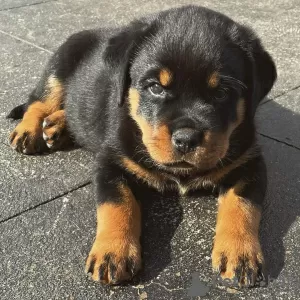 Photo №1. rottweiler - à vendre en ville de Karlovy Vary | 400€ | Annonce №80541