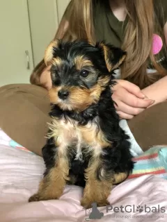 Photo №4. Je vais vendre yorkshire terrier en ville de Slovenská Ľupča. annonce privée - prix - 850€