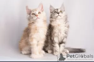 Photo №2 de l'annonce № 76771 de la vente maine coon - acheter à Kazakhstan de la fourrière