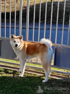 Photos supplémentaires: Chiots Akita Inu japonais