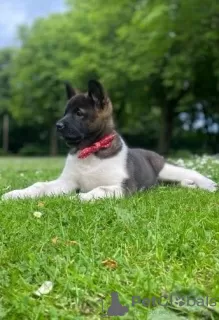 Photo №4. Je vais vendre akita (chien) en ville de Vilnius. annonce privée - prix - 350€