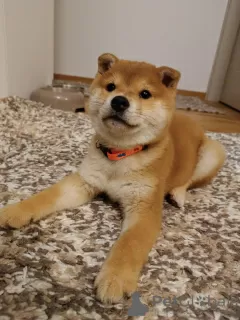 Photo №1. shiba - à vendre en ville de Vladičin Han | négocié | Annonce №126918