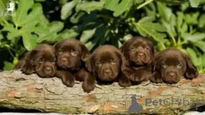 Photos supplémentaires: Chiots labrador retriever