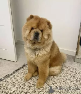 Photo №1. chow-chow - à vendre en ville de Vilnius | négocié | Annonce №94425