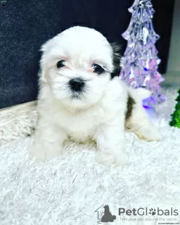 Photos supplémentaires: Shih tzu garçons et fille disponible