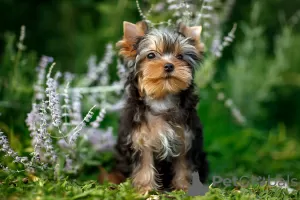 Photo №2 de l'annonce № 58416 de la vente yorkshire terrier - acheter à Fédération de Russie de la fourrière