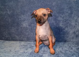 Photo №4. Je vais vendre american hairless terrier en ville de Ekaterinbourg. annonce privée, éleveur - prix - négocié