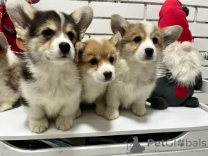 Photo №1. welsh corgi - à vendre en ville de Berlin | négocié | Annonce №90673