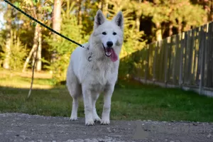 Photos supplémentaires: Berger Blanc Suisse