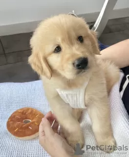 Photo №1. golden retriever - à vendre en ville de Limerick | négocié | Annonce №97427