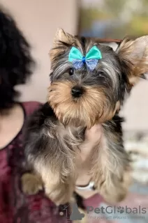 Photo №4. Je vais vendre yorkshire terrier en ville de Гамбург. annonce privée - prix - négocié