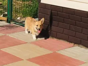 Photos supplémentaires: chiots gallois corgi pembroke