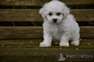 Photo №4. Je vais vendre bichon à poil frisé en ville de Jüchen. annonce privée - prix - 450€