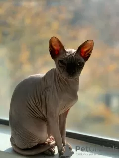 Photo №4. Je vais vendre sphynx en ville de Даллас. annonce privée - prix - négocié